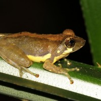 Pseudophilautus procax Megaskumbura & Manamendra-Arachcchi, 2005