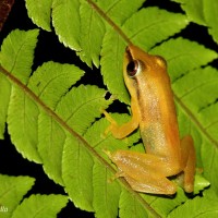 Pseudophilautus tanu Meegaskumbura, M., Manamendra-Arachchi, K & Pethiyagoda, R., 2009