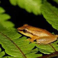 Pseudophilautus tanu Meegaskumbura, M., Manamendra-Arachchi, K & Pethiyagoda, R., 2009