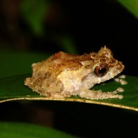 <i>Pseudophilautus singu</i> Meegaskumbura, M., Manamendra-Arachchi, K & Pethiyagoda, R., 2009