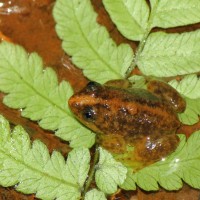 Lankanectes corrugatus Peters, 1863