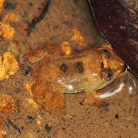 Lankanectes corrugatus Peters, 1863