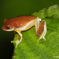 Pseudophilautus asankai Manamendra-Arachchi & Pethiyagoda, 2005