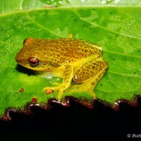 Pseudophilautus asankai Manamendra-Arachchi & Pethiyagoda, 2005