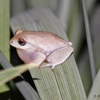 Pseudophilautus asankai Manamendra-Arachchi & Pethiyagoda, 2005