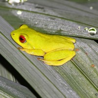 Pseudophilautus asankai Manamendra-Arachchi & Pethiyagoda, 2005