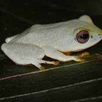 Pseudophilautus asankai Manamendra-Arachchi & Pethiyagoda, 2005