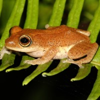 Pseudophilautus auratus Manamendra-Arachchi & Pethiyagoda, 2005