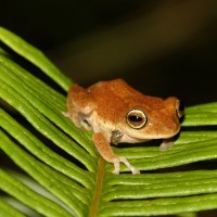 Pseudophilautus auratus Manamendra-Arachchi & Pethiyagoda, 2005