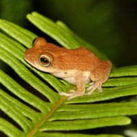 Pseudophilautus auratus Manamendra-Arachchi & Pethiyagoda, 2005