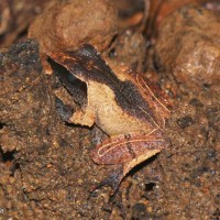 Pseudophilautus cuspis Manamendra-Arachchi & Pethiyagoda, 2005