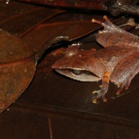 Pseudophilautus cuspis Manamendra-Arachchi & Pethiyagoda, 2005