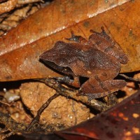 Pseudophilautus cuspis Manamendra-Arachchi & Pethiyagoda, 2005