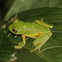 Pseudophilautus femoralis Gunther 1864