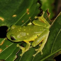 Pseudophilautus femoralis Gunther 1864