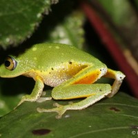 Pseudophilautus femoralis Gunther 1864