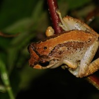 Pseudophilautus microtympanum Gunther, 1859