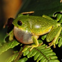 Pseudophilautus viridis Manamendra-Arachchi & Pethiyagoda, 2005