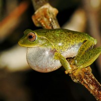 Pseudophilautus viridis Manamendra-Arachchi & Pethiyagoda, 2005