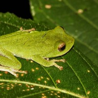 Pseudophilautus viridis Manamendra-Arachchi & Pethiyagoda, 2005