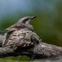 Tephrodornis affinis Blyth, 1847