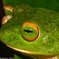 Pseudophilautus stellatus Kelaart,1853