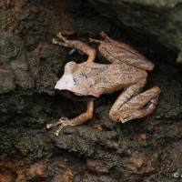 Pseudophilautus silus Manamendra-Arachchi & Pethiyagoda 2005