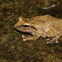 Pseudophilautus silus Manamendra-Arachchi & Pethiyagoda 2005