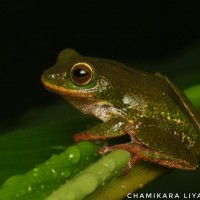 Pseudophilautus ocularis Megaskumbura & Manamendra-Arachcchi, 2005