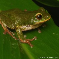 Pseudophilautus ocularis Megaskumbura & Manamendra-Arachcchi, 2005