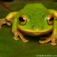 Pseudophilautus ocularis Megaskumbura & Manamendra-Arachcchi, 2005