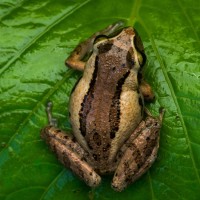 Pseudophilautus puranappu Wickramasinghe, Vidanapathirana, Rajeev, Ariyarathne, Chanaka, Priyantha, Bandara et al., 2013