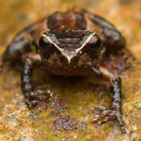 Pseudophilautus puranappu Wickramasinghe, Vidanapathirana, Rajeev, Ariyarathne, Chanaka, Priyantha, Bandara et al., 2013