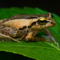 Pseudophilautus puranappu Wickramasinghe, Vidanapathirana, Rajeev, Ariyarathne, Chanaka, Priyantha, Bandara et al., 2013