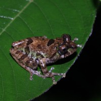 Pseudophilautus jagathgunawardanai Wickramasinghe, Vidanapathirana, Rajeev, Ariyarathne, Chanaka, Priyantha, Bandara, Wickramasinghe, 2013