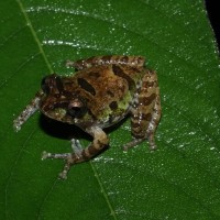 Pseudophilautus jagathgunawardanai Wickramasinghe, Vidanapathirana, Rajeev, Ariyarathne, Chanaka, Priyantha, Bandara, Wickramasinghe, 2013