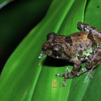 Pseudophilautus jagathgunawardanai Wickramasinghe, Vidanapathirana, Rajeev, Ariyarathne, Chanaka, Priyantha, Bandara, Wickramasinghe, 2013