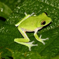 Pseudophilautus mooreorum Megaskumbura & Manamendra-Arachcchi, 2005