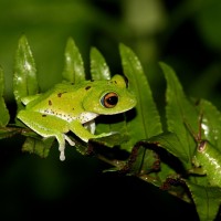 Pseudophilautus mooreorum Megaskumbura & Manamendra-Arachcchi, 2005