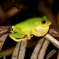 Pseudophilautus ocularis Megaskumbura & Manamendra-Arachcchi, 2005