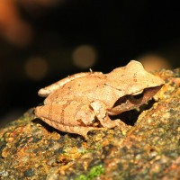 Pseudophilautus zorro Manamendra-Arachchi & Pethiyagoda, 2005