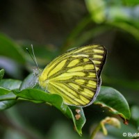 Cepora nerissa Fabricius, 1775