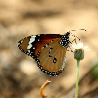 Danaus chrysippus Linnaeus, 1758