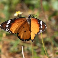 Danaus chrysippus Linnaeus, 1758