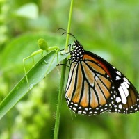 Danaus genutia Cramer, 1779