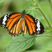 Danaus genutia Cramer, 1779