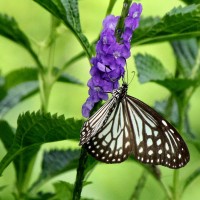 Ideopsis similis Linnaeus, 1764