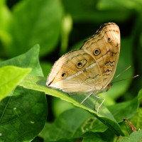 Junonia almana Linnaeus, 1758