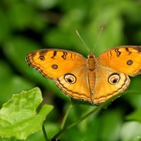 Junonia almana Linnaeus, 1758