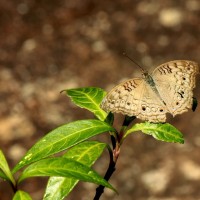 Junonia atlites Linnaeus, 1758